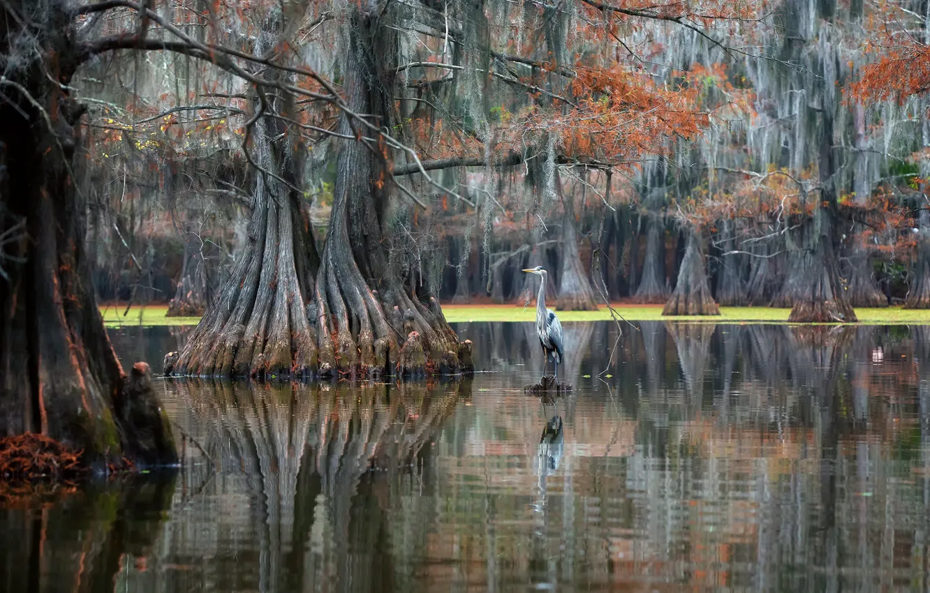 Фото обои лес, река, птица