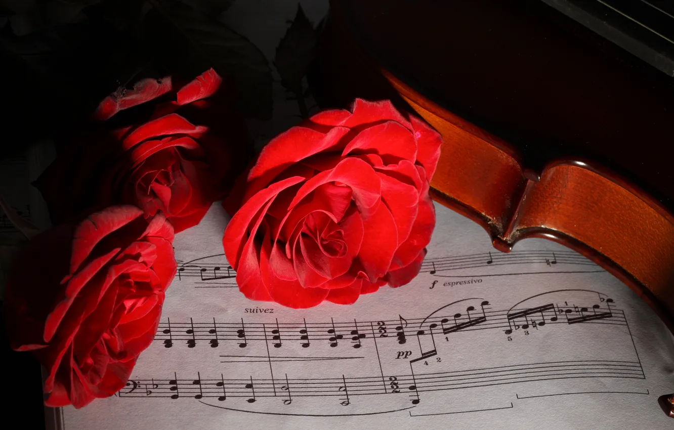 Фото обои цветы, ноты, скрипка, розы