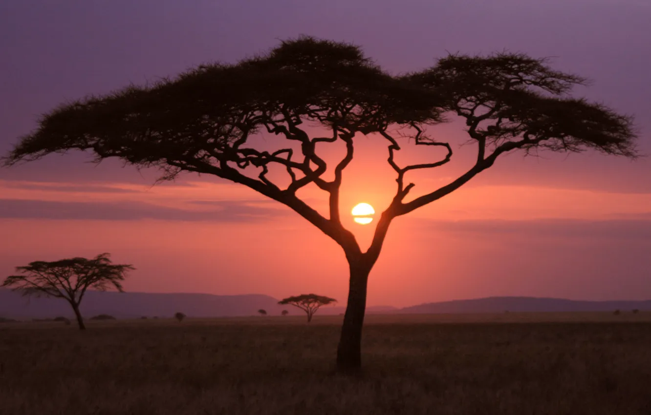 Фото обои солнце, деревья, закат, ясность, national geographic, OS X Mountain lion