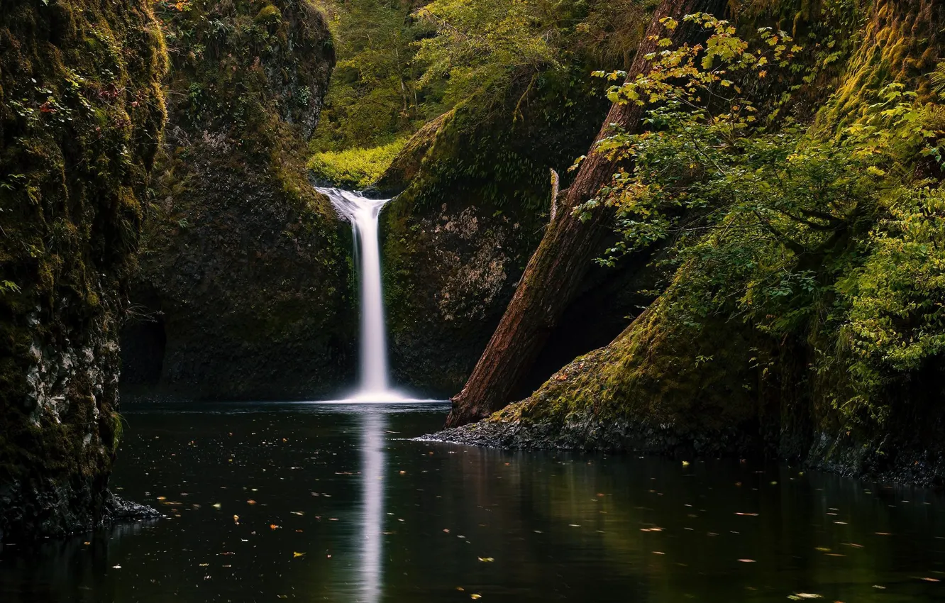 Фото обои осень, лес, ветки, скалы, листва, водопад, США, бревно