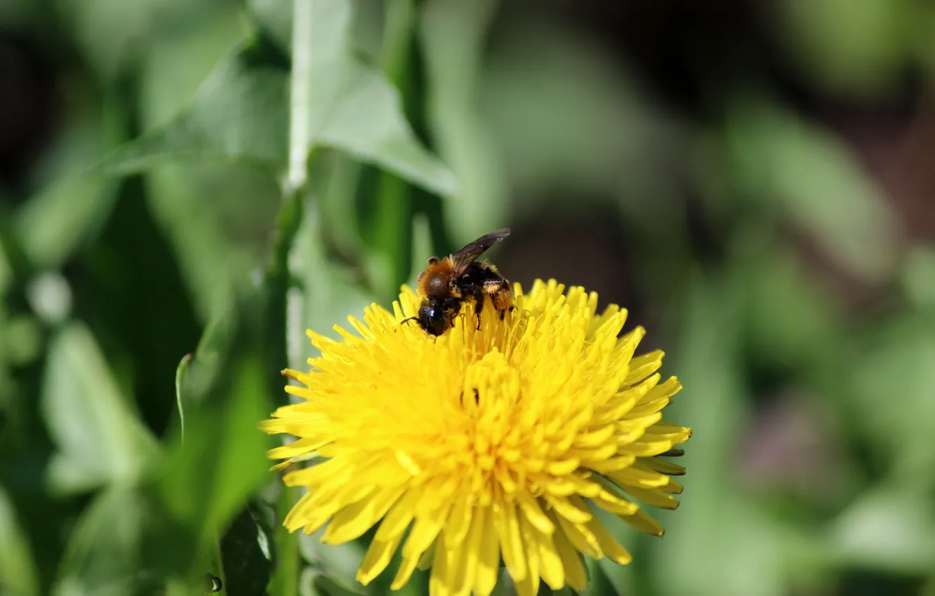 Фото обои пчела, одуванчик, пыльца