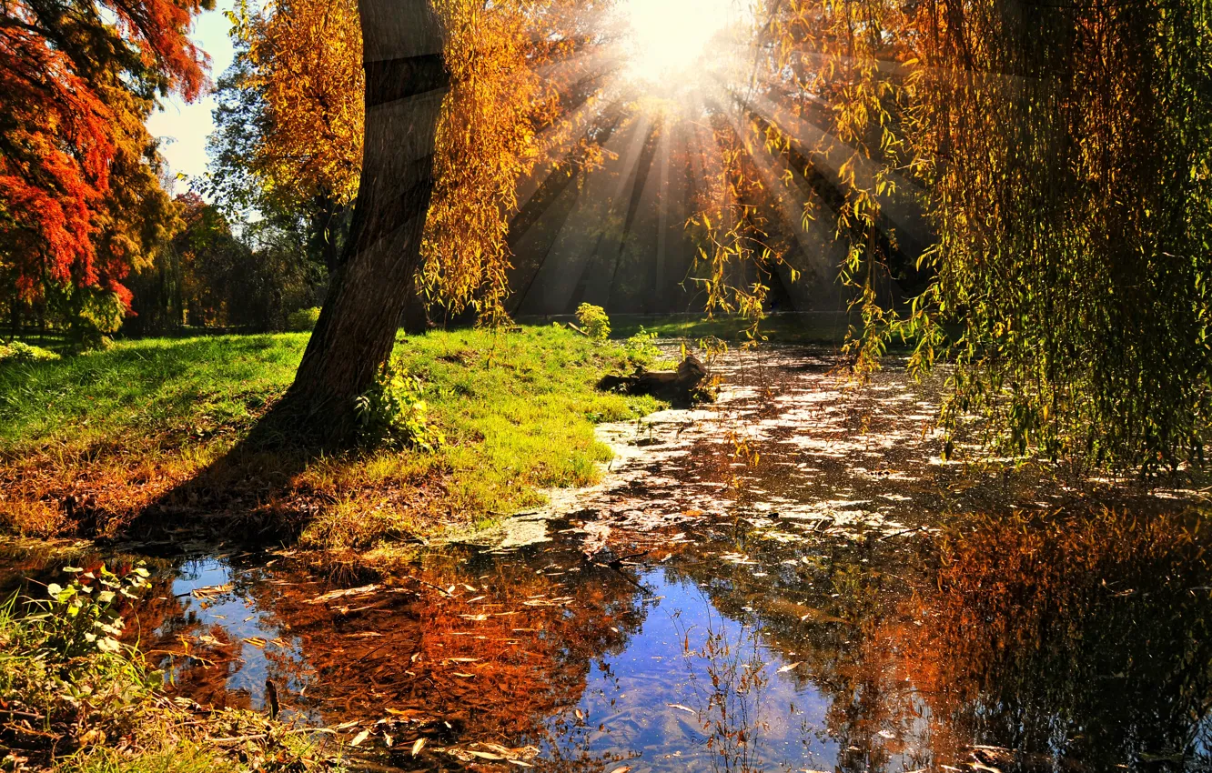 Фото обои осень, листья, солнце, лучи, деревья, пейзаж, природа