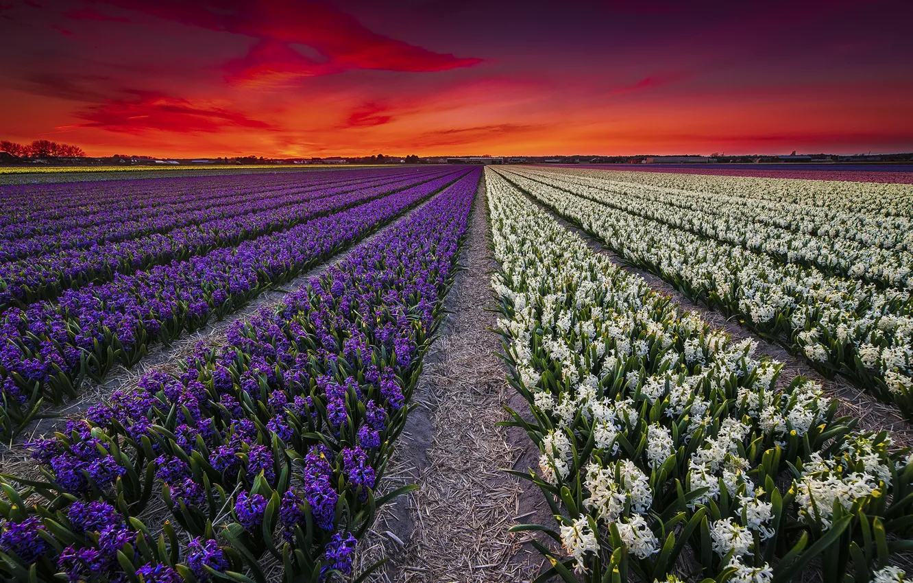 Фото обои поле, закат, цветы, весна, плантация