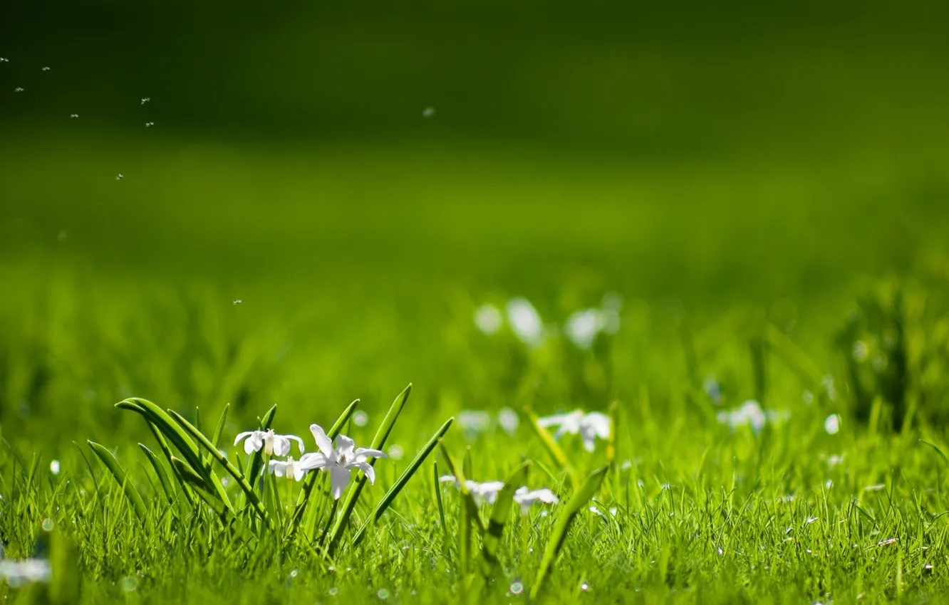 Фото обои поле, трава, листья, лепестки, размытость, белые, пушинки, полевые цветы