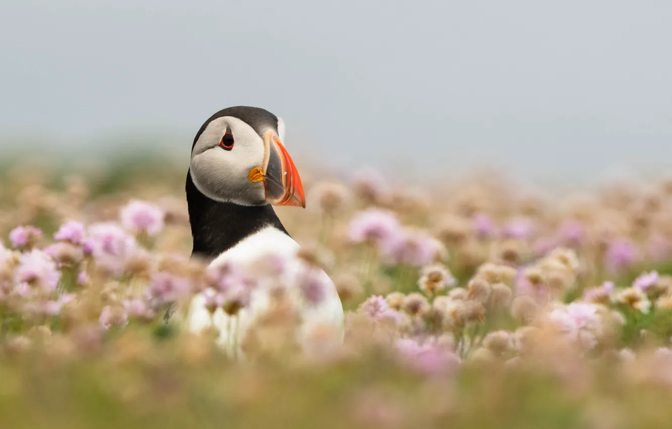 Фото обои цветы, птица, портрет, тупик, боке