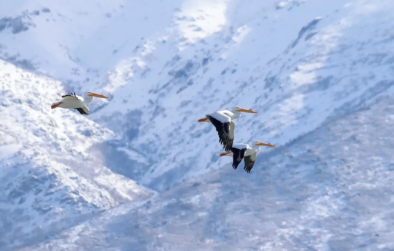 Фото обои птицы, полёт, пеликаны