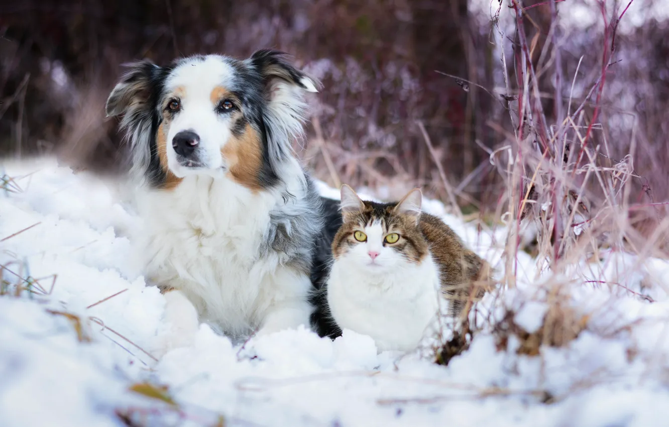 Фото обои зима, кошка, снег, собака
