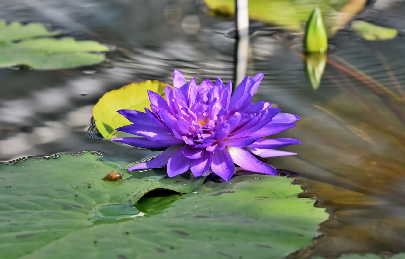 Фото обои цветок, листья, вода, сиреневый, водоем, нимфея, водяная лилия