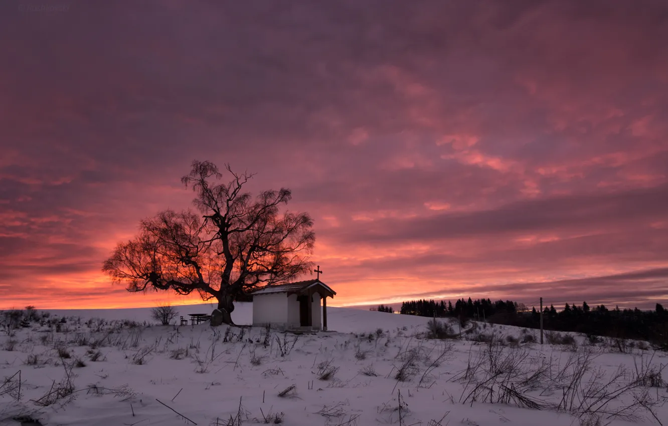Фото обои зима, облака, снег, дерево, восход солнца, Болгария, Плана, горы Плана