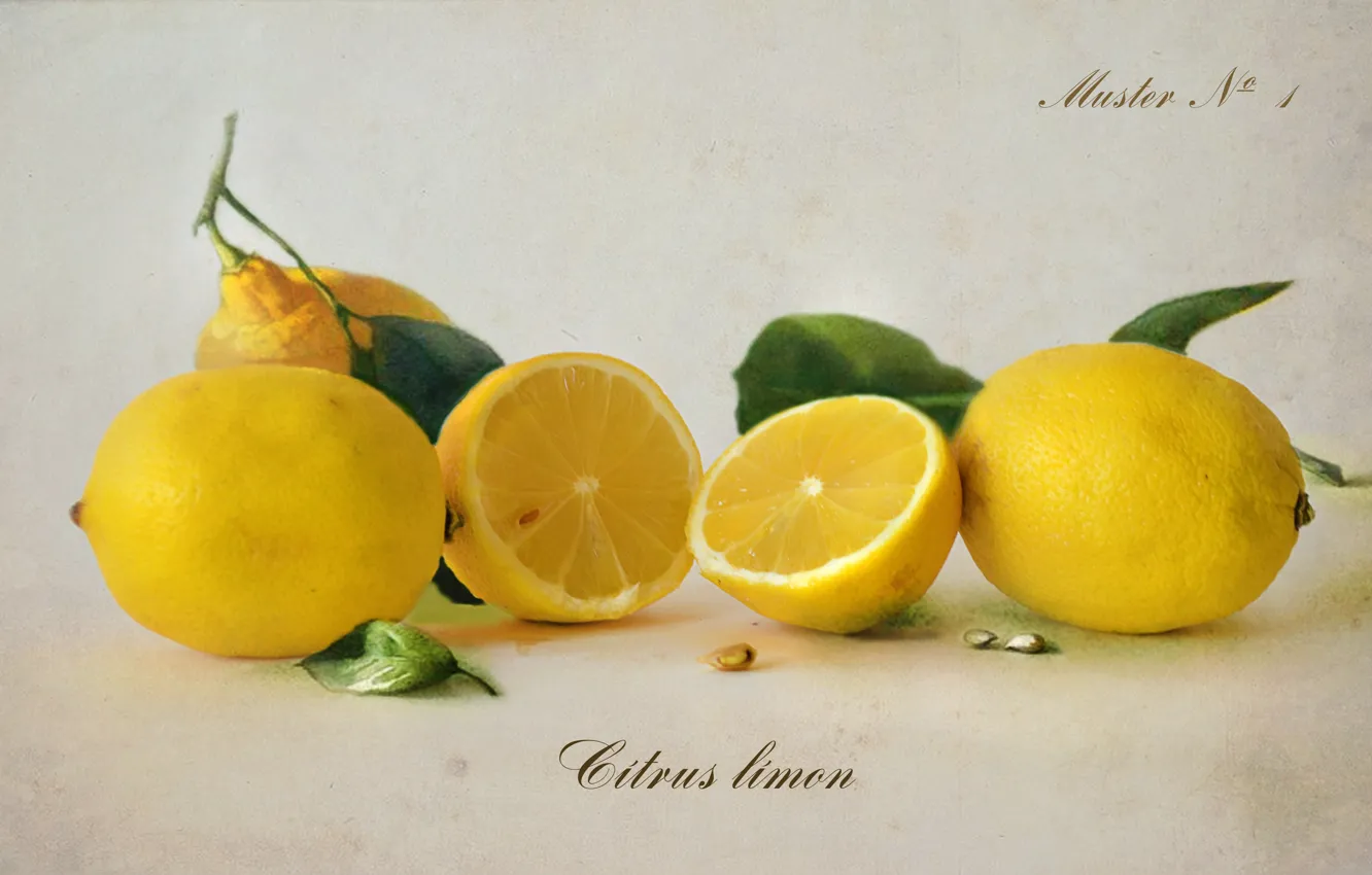 Фото обои листья, жёлтый, цитрусы, косточка, лимоны, плод, ботанический альбом