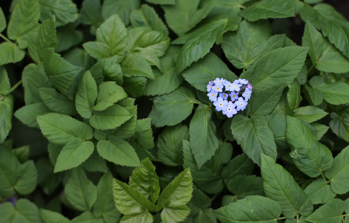 Фото обои листья, голубые, Цветочки, сердечко, heart, blue, flowers, leaves