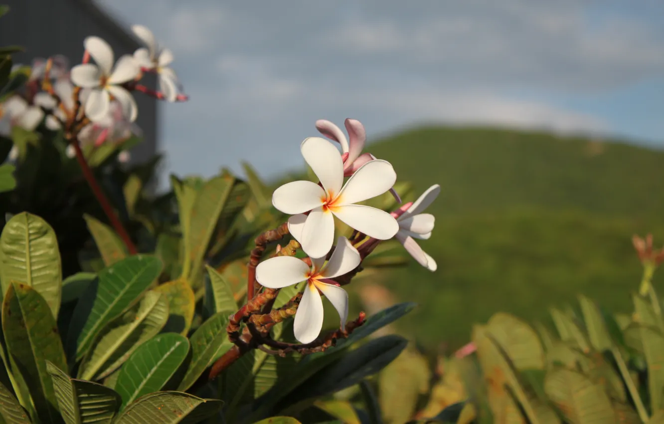 Фото обои Цветы, Поле, Растение, Плюмерия, Лепестки, Тайланд, Thailand, Flowers