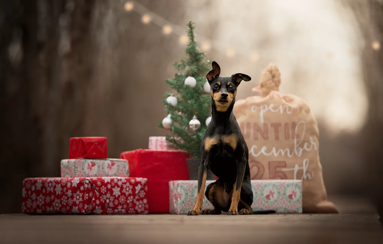 Фото обои подарки, ёлка, мешок, пёсик, собачонка, Карликовый пинчер