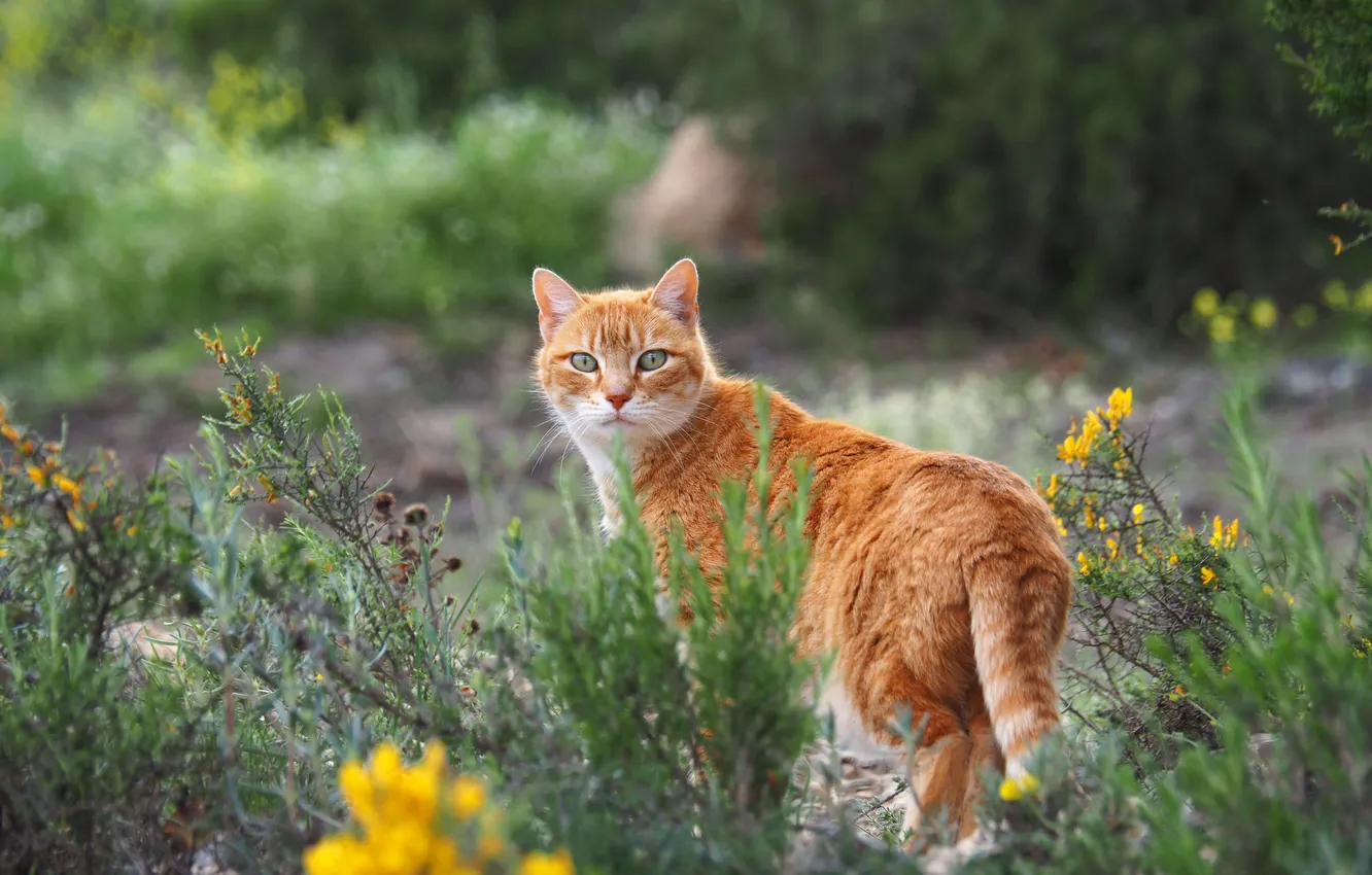 Фото обои зелень, кошка, кот, взгляд, природа, поза, рыжий, прогулка