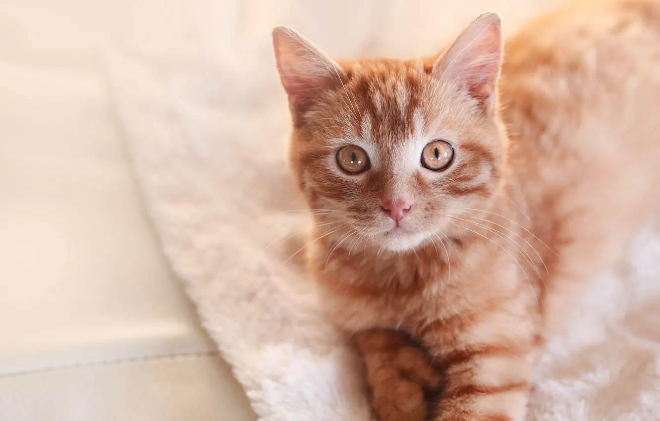 Фото обои кошка, кот, взгляд, фон, портрет, котик, мордочка, рыжая