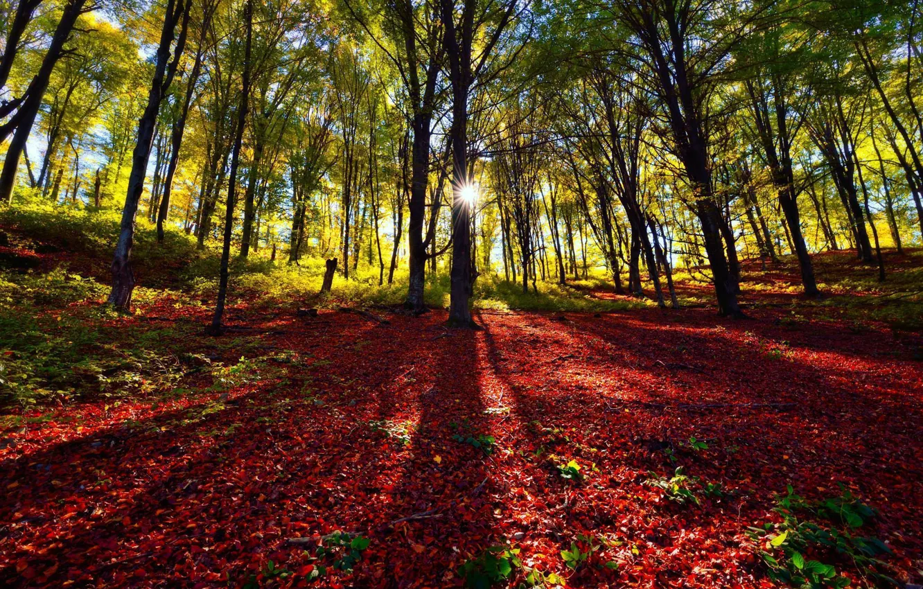 Фото обои солнце, деревья, листва, Лес, тени