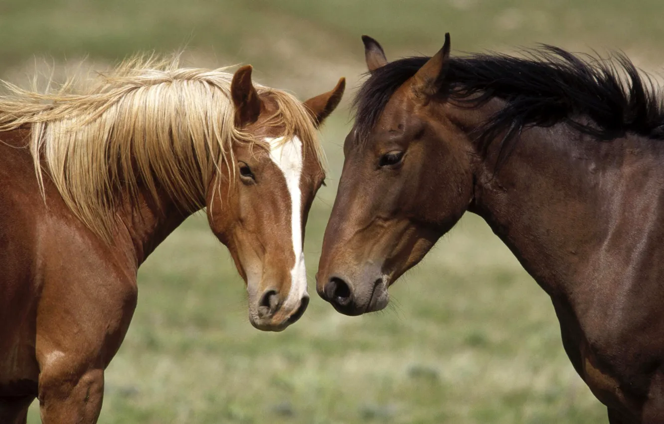Фото обои морда, конь, белое, лошадь, голова, лошади, пара, окрас
