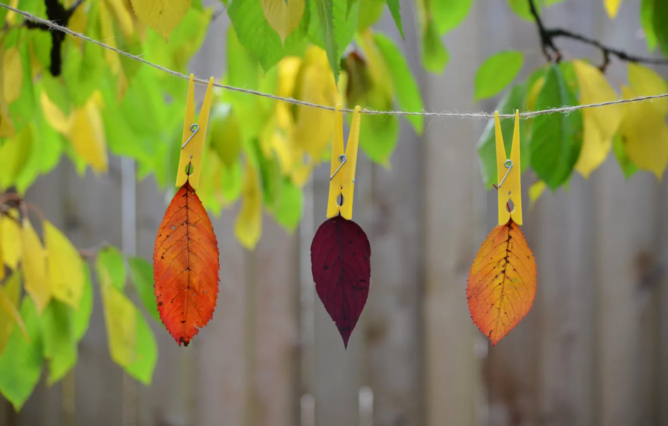 Фото обои осень, листья, природа, краски, веревка, прищепка
