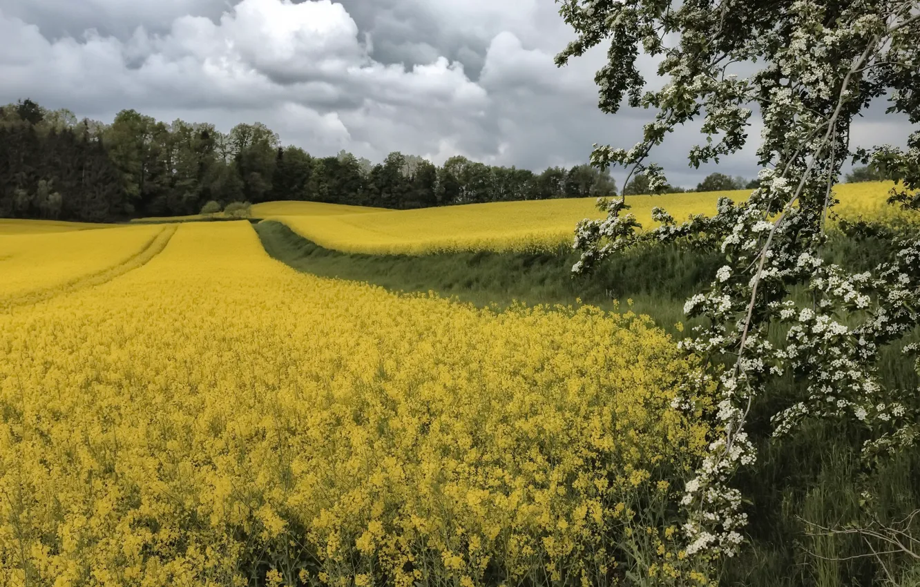 Фото обои природа, весна, рапс