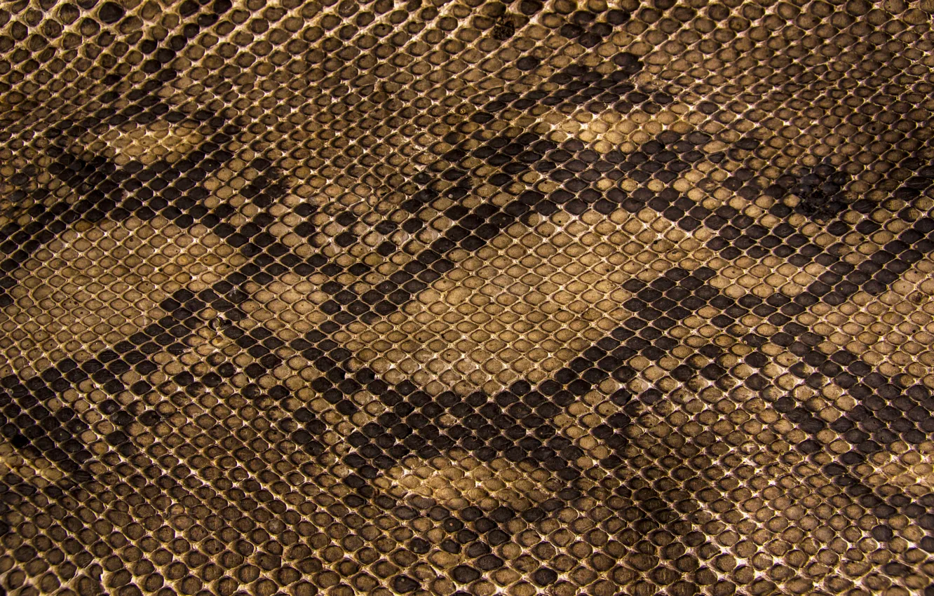 Фото обои змеи, текстура, чешуя, кожа