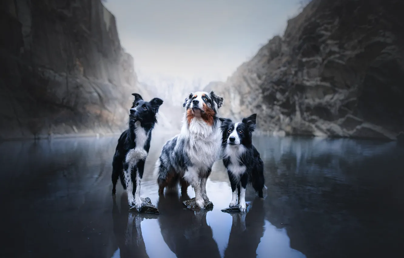 Фото обои собаки, горы, озеро, трио, Австралийская овчарка, троица, Бордер-колли, Аусси