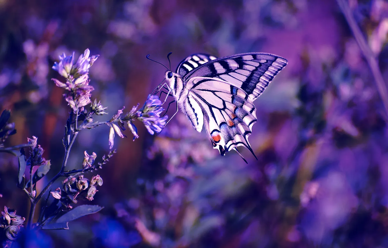 Фото обои цветы, бабочка, насекомое, боке
