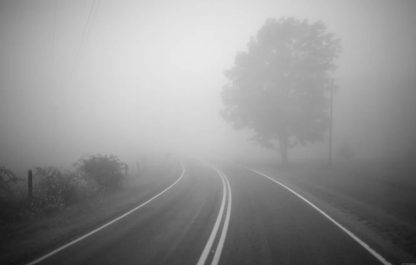 Фото обои дорога, туман, дерево, поворот