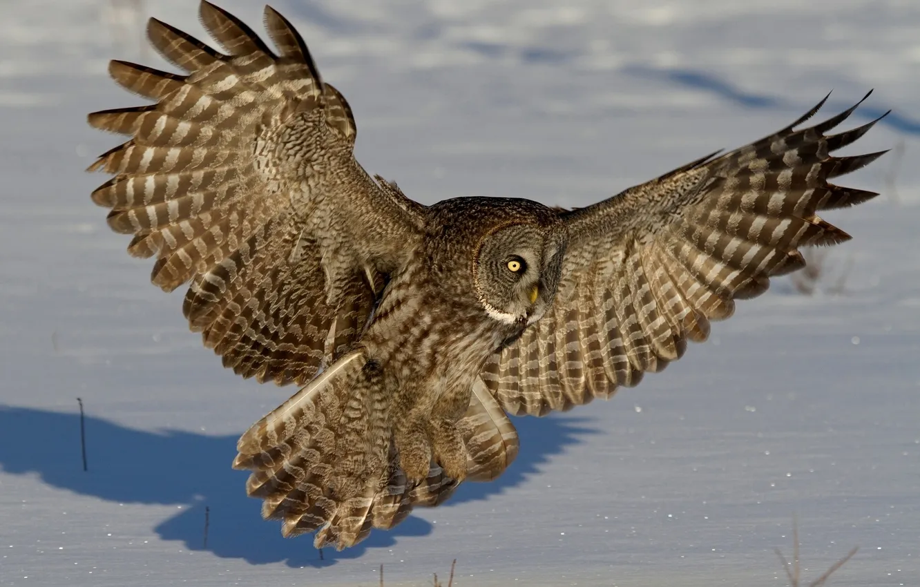 Фото обои зима, снег, сова, крылья, перья, Бородатая неясыть