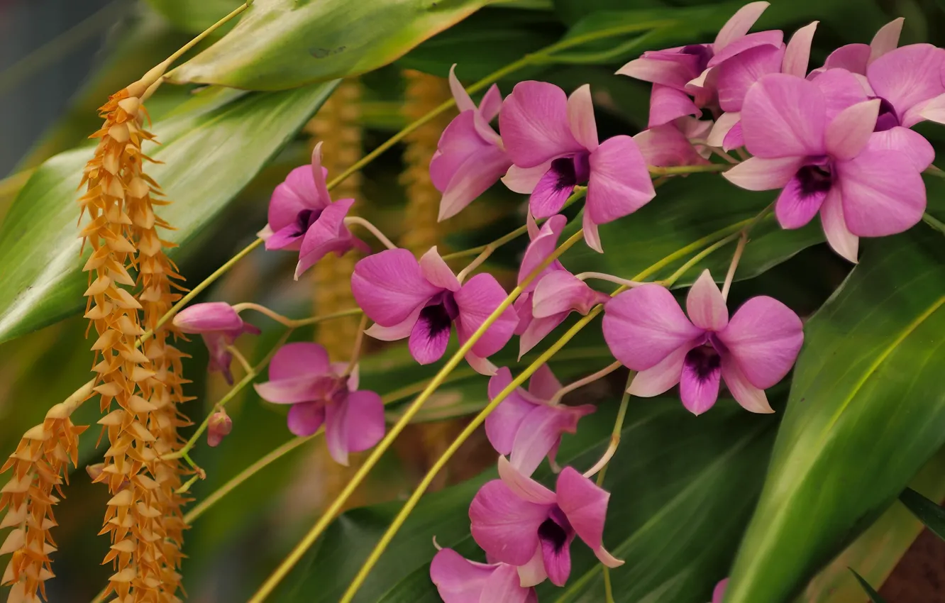 Фото обои орхидеи, Дендробиум фаленопсис, Дендрохилум Кобба