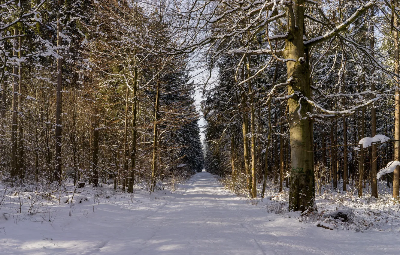 Фото обои forest, road, trees, winter, snow, shadows, sunlight