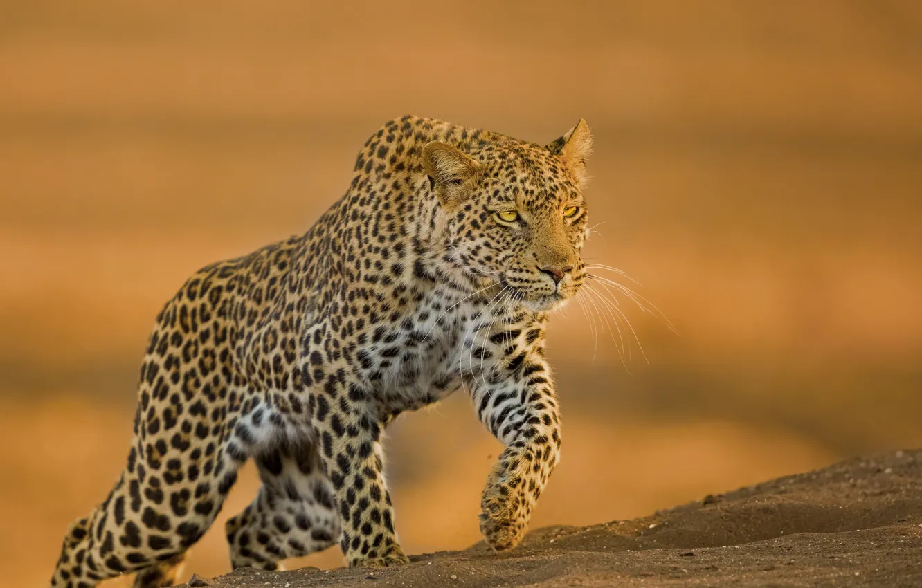 Фото обои фон, хищник, леопард, дикая кошка