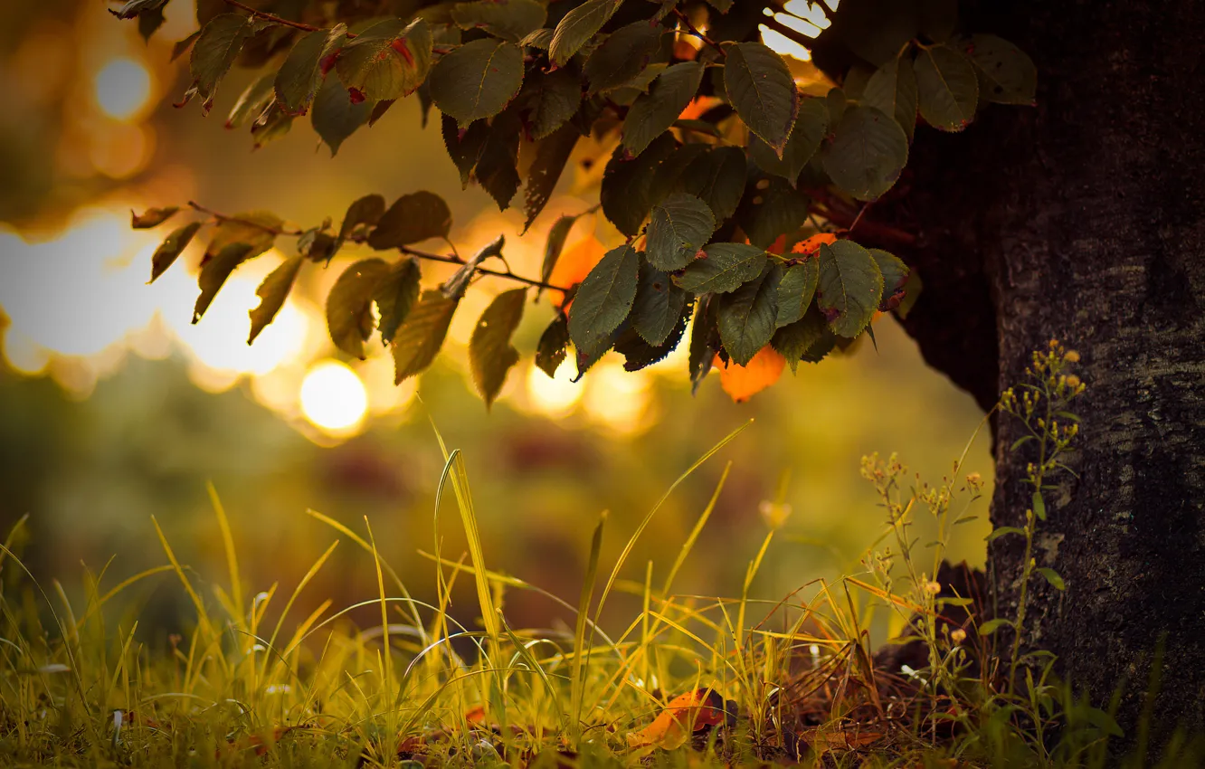 Фото обои осень, трава, макро, блики, дерево, листва, боке