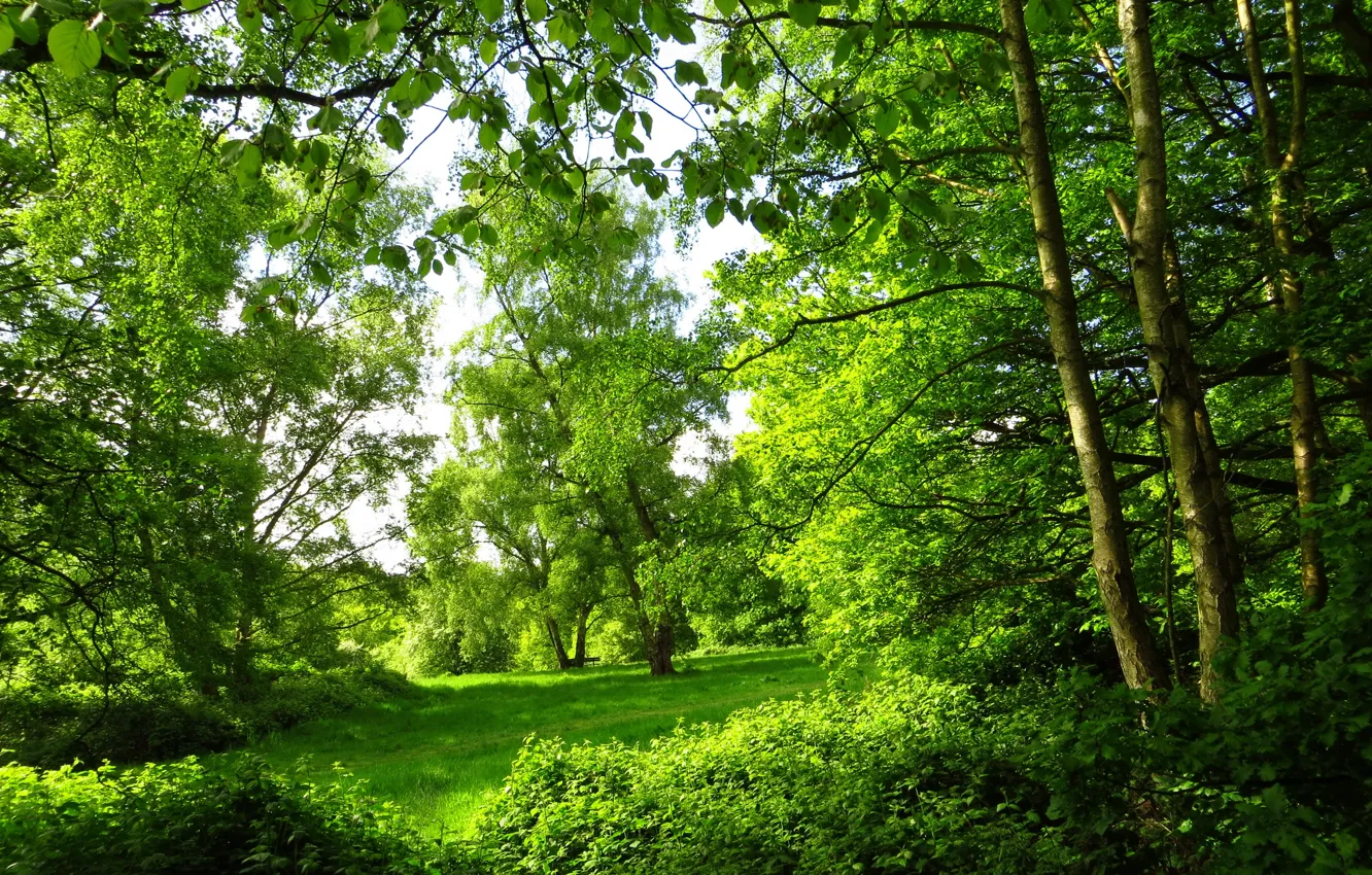 Фото обои лес, лето, деревья, природа, парк, фото, Лондон