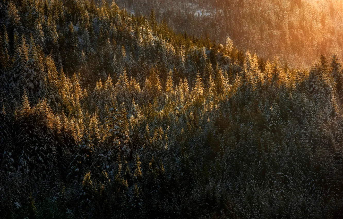 Фото обои лес, свет, снег, природа