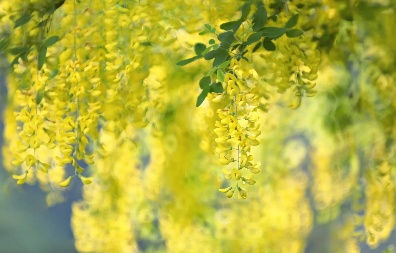 Фото обои желтый, боке, глициния