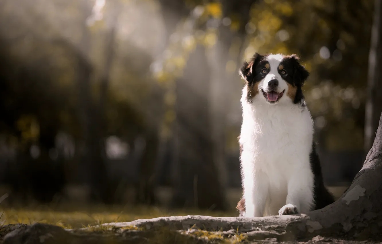 Фото обои лучи, собака, боке, Австралийская овчарка, Аусси