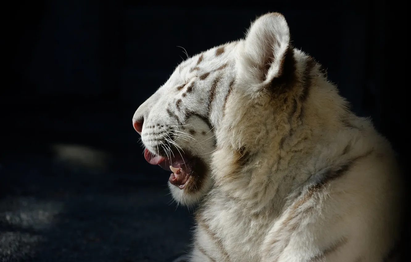 Фото обои кошка, морда, профиль, белый тигр