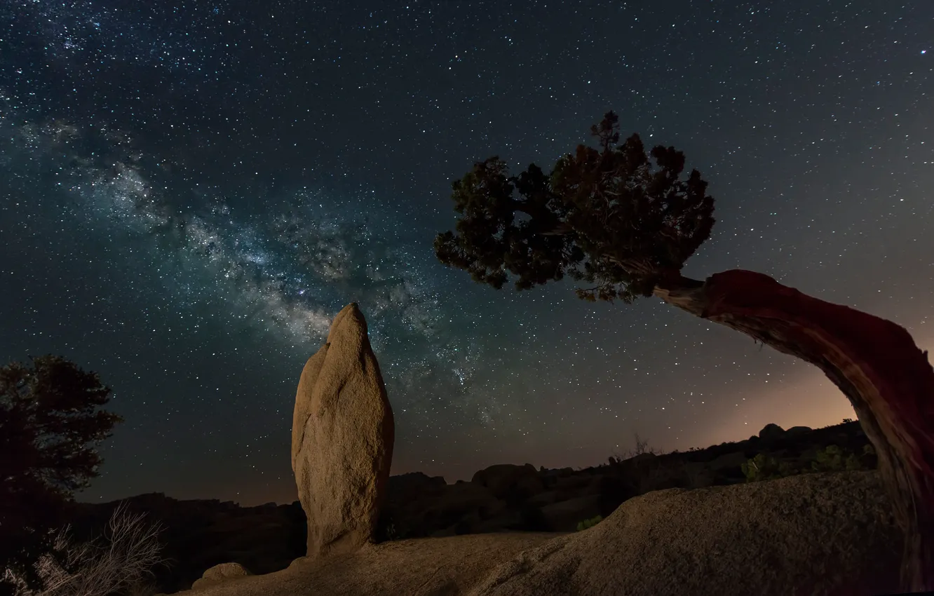 Фото обои звезды, ночь, скала, дерево, Калифорния, США, Joshua Trees National Park