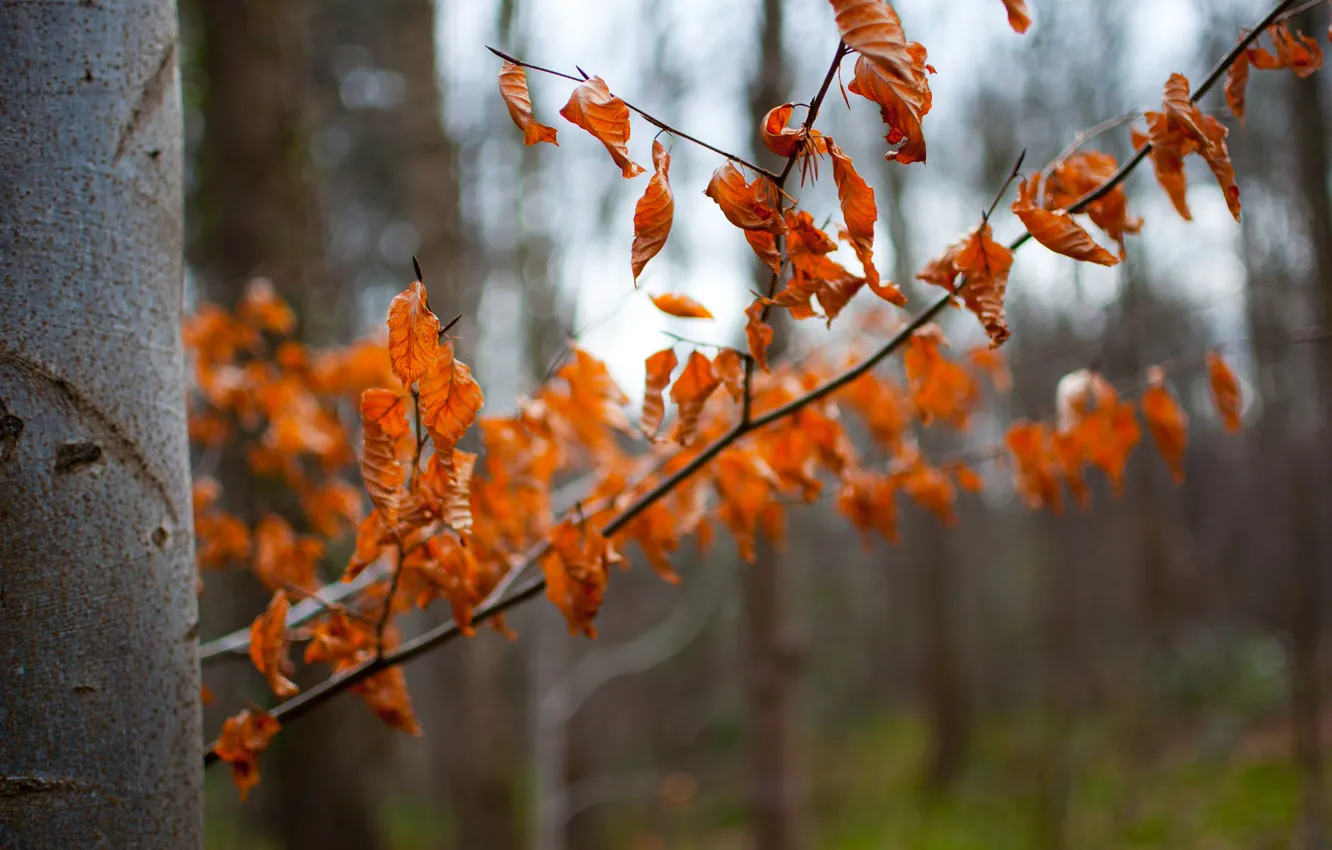 Фото обои осень, лес, листья, дерево, ствол