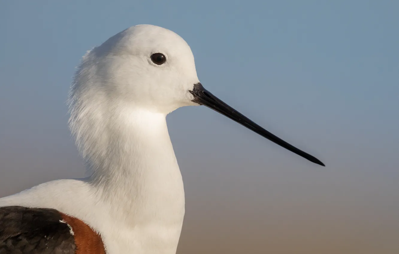 Фото обои bird, eye, looking