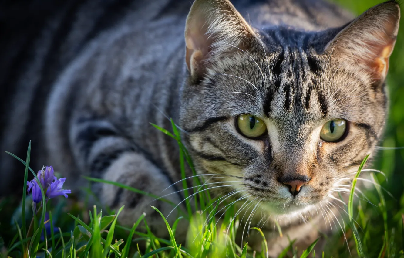 Фото обои кошка, цветок, трава, кот, взгляд, мордочка
