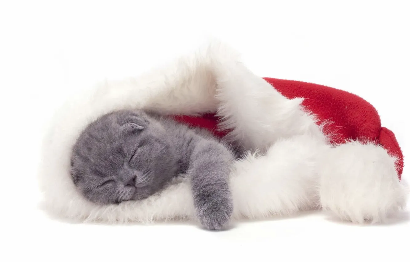 Фото обои праздник, шапка, сон, Новый год, котёнок