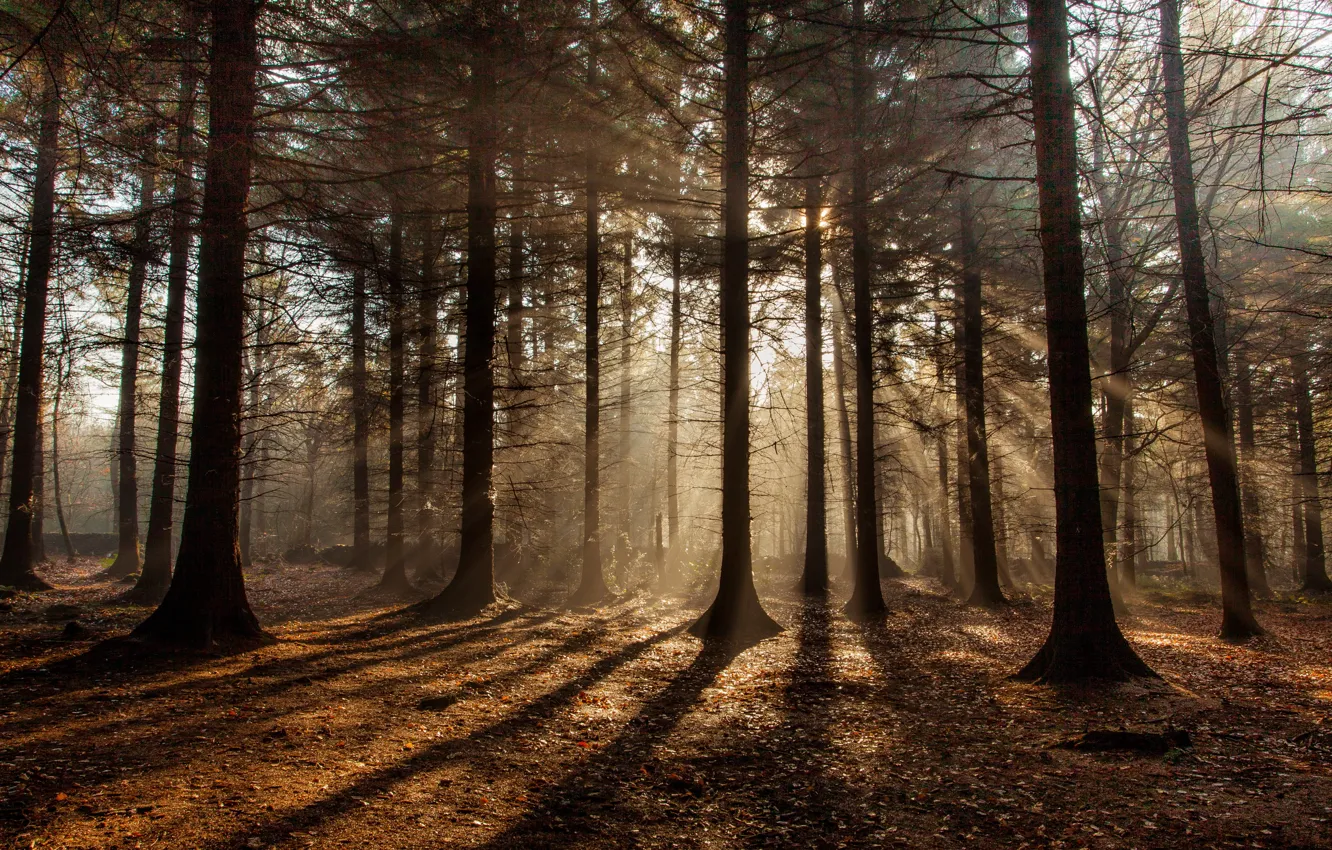 Фото обои осень, лес, солнце, лучи, тени