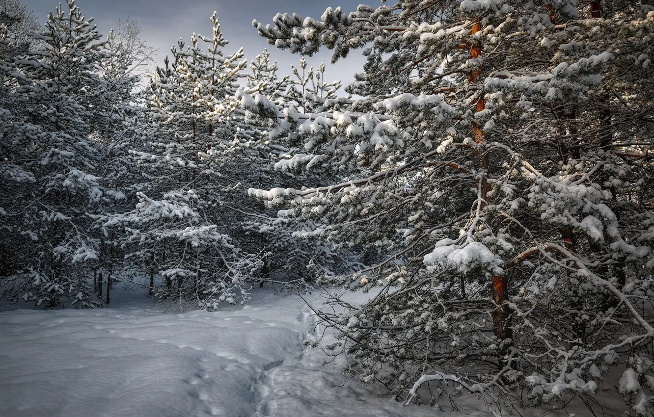 Фото обои зима, лес, снег, следы