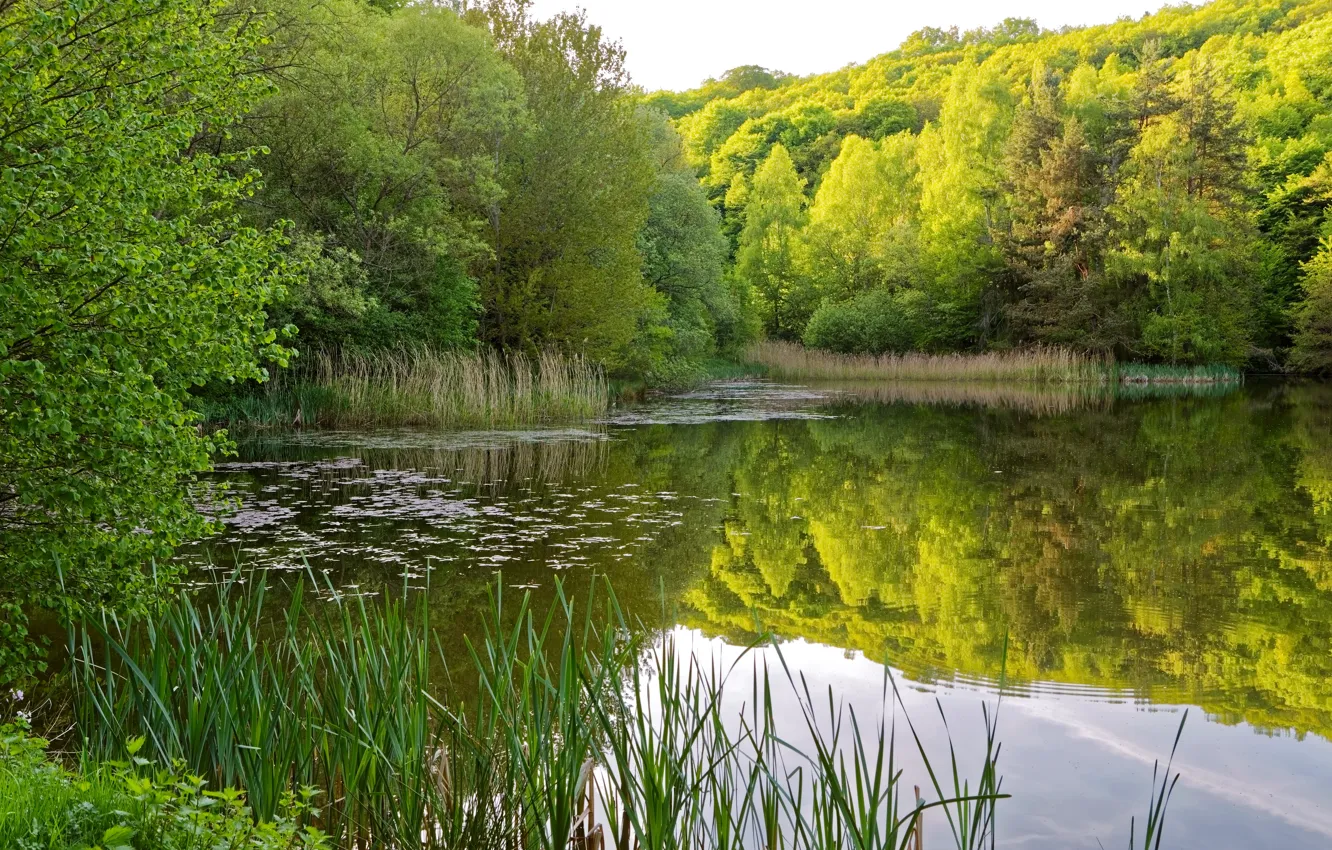 Фото обои зелень, лето, трава, вода, деревья, отражение, река, камыши