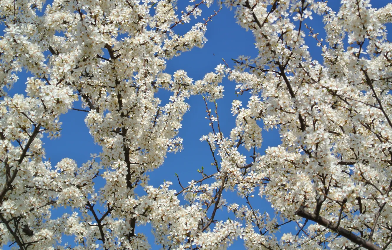 Фото обои небо, цветы, дерево, весна, сад, яблоня