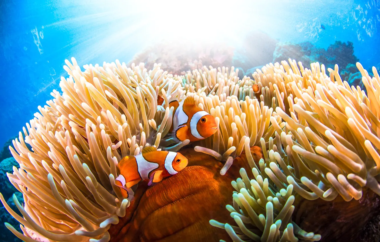 Фото обои море, рыбки, подводный мир, анемоны, рыба-клоун