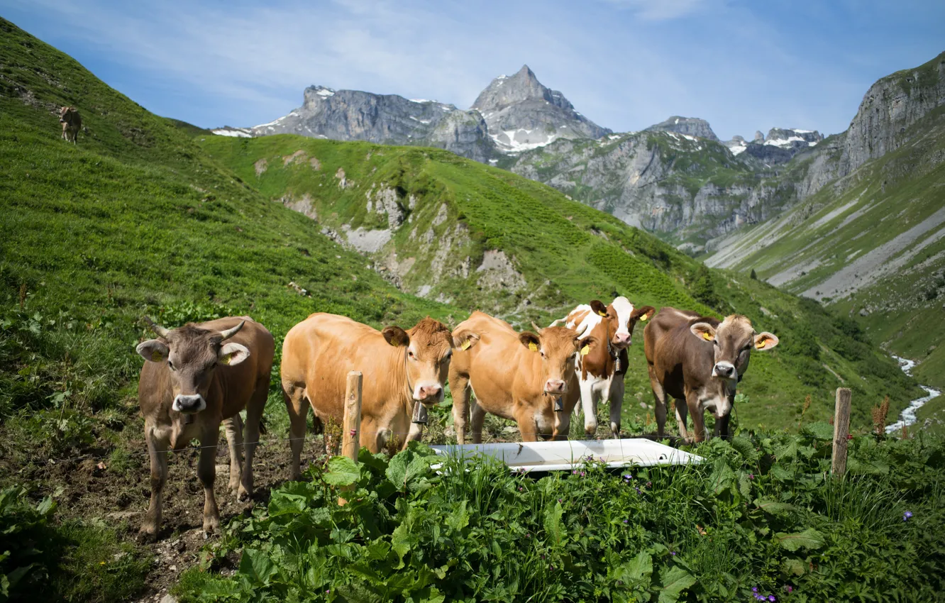 Фото обои горы, Швейцария, коровы, Альпы