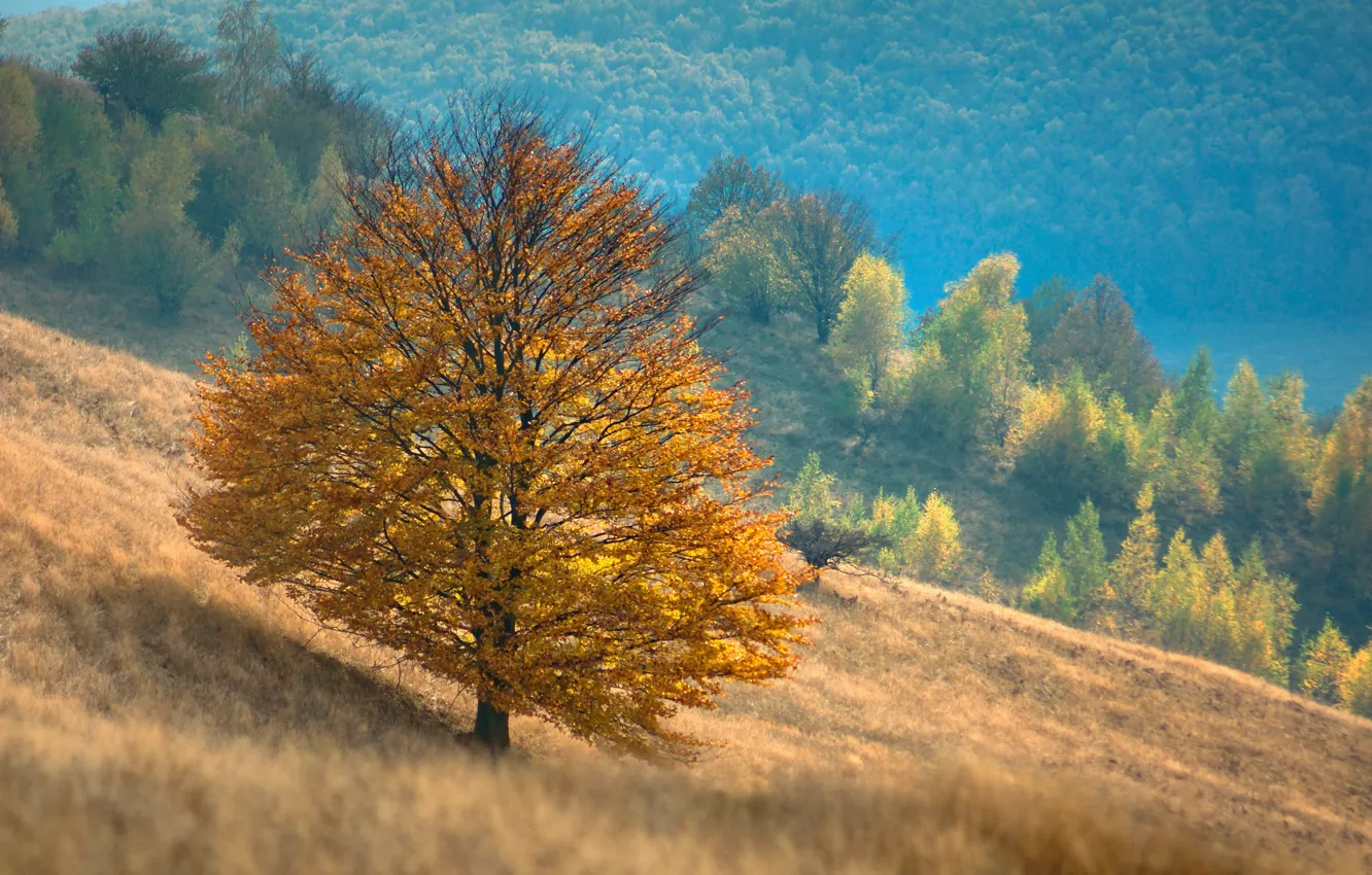 Фото обои осень, горы, дерево, склон