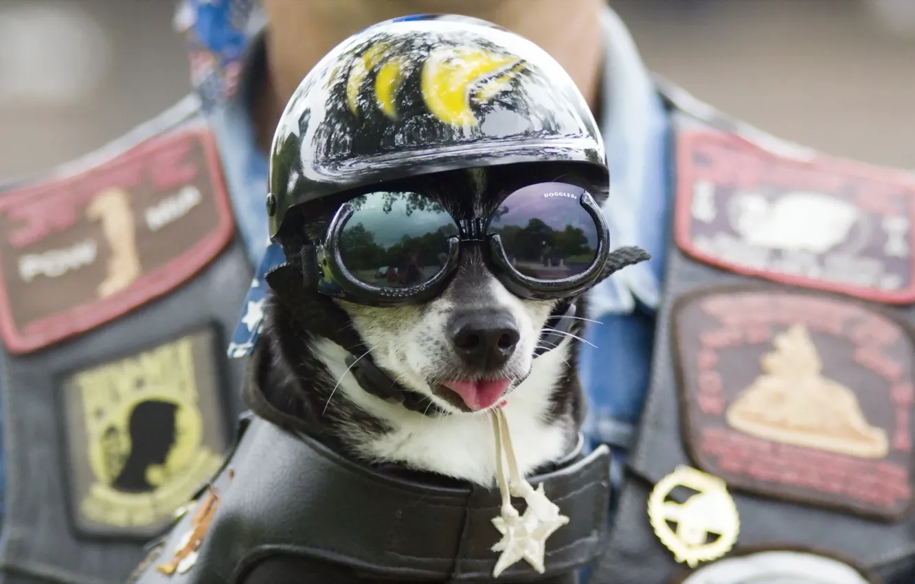 Фото обои собака, очки, шлем